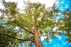 Best Organic Lawn Care Solutions  in Detroit Lakes, MN