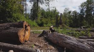 Best Tree Removal  in Detroit Lakes, MN