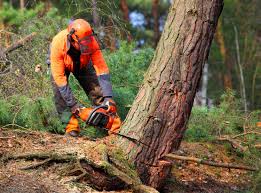 Best Tree Preservation Services  in Detroit Lakes, MN