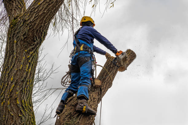  Detroit Lakes, MN Tree Removal Pros