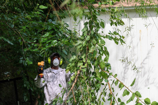 Best Fruit Tree Pruning  in Detroit Lakes, MN
